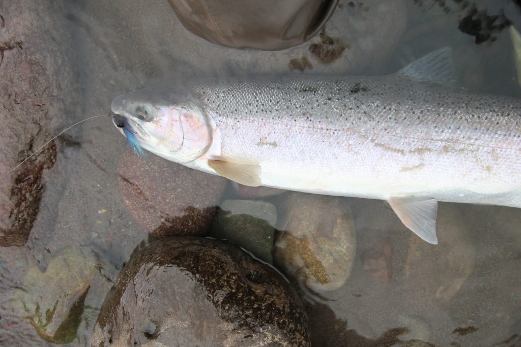 Freshly caught fish with the lure in it's mouth floating in the river